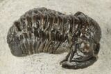 Bargain, Gerastos Trilobite Fossil - Morocco #193943-2